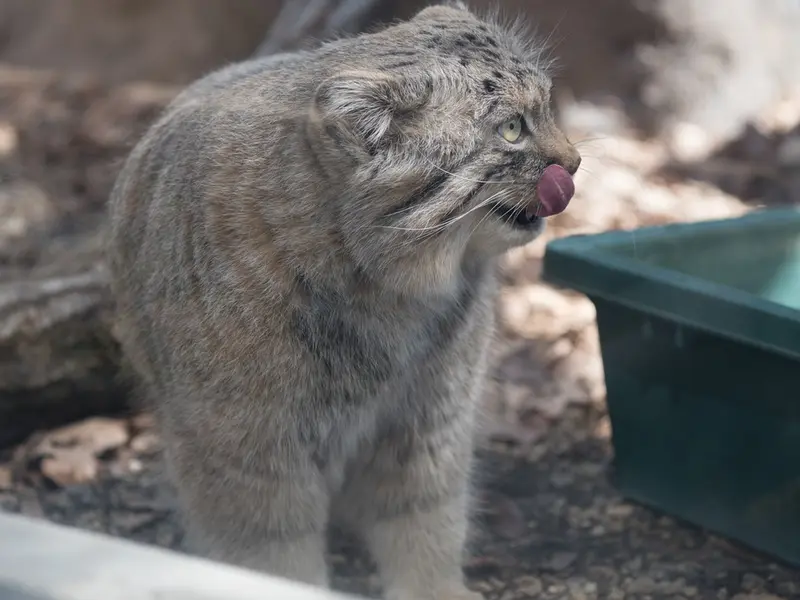 埼玉県こども動物自然公園のロータスの写真