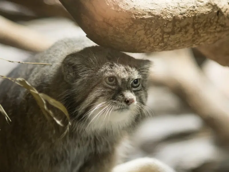 恩賜上野動物園のクリョンの写真