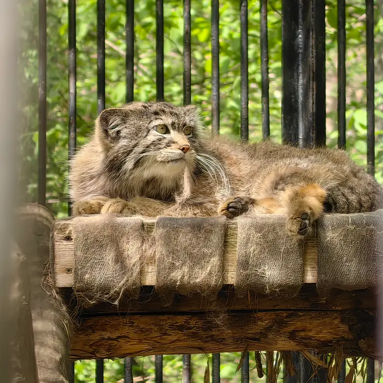 ノヴォシビルスク動物園のシルヴェスターの写真