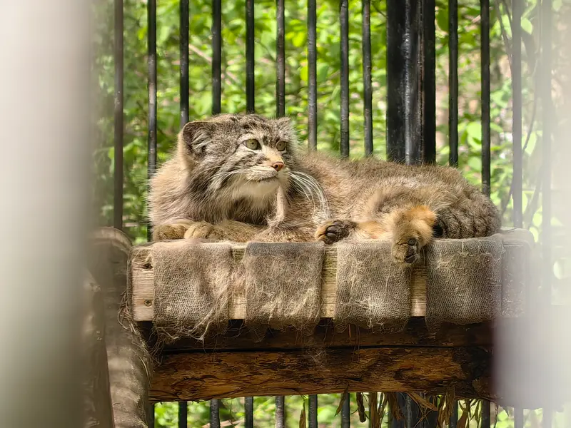 ノヴォシビルスク動物園のシルヴェスターの写真