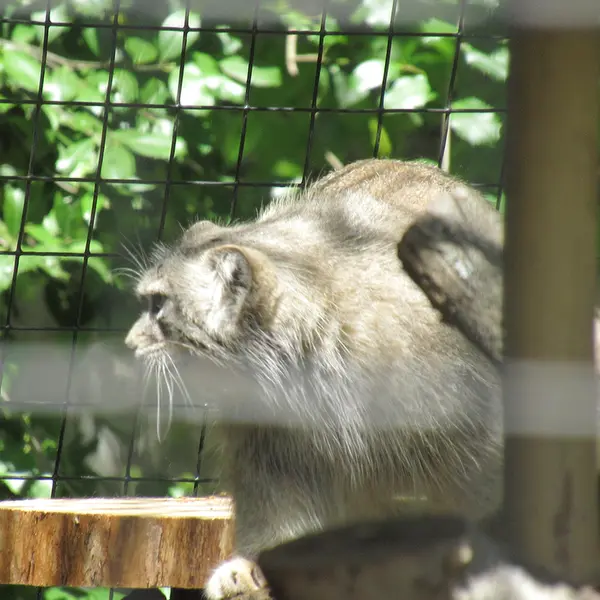 スミソニアン国立動物園のセバとアカルの写真
