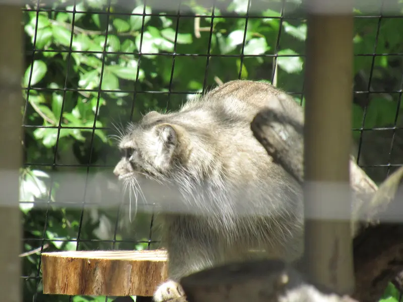 スミソニアン国立動物園のセバとアカルの写真