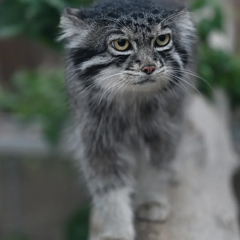 神戸どうぶつ王国のナルの写真