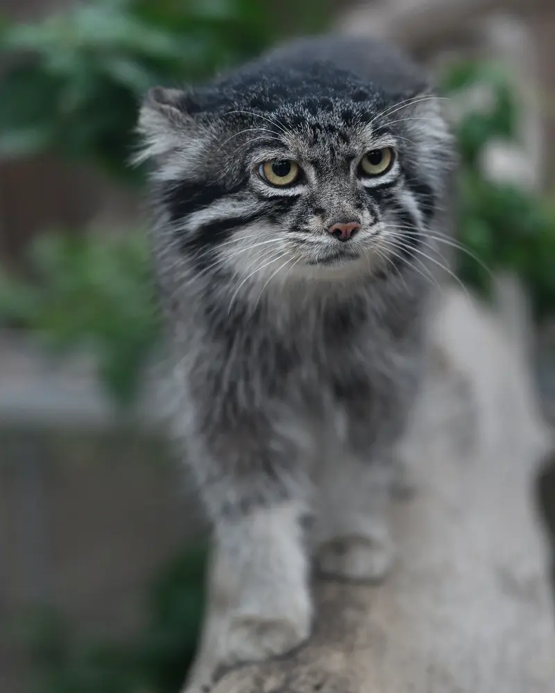 神戸どうぶつ王国のナルの写真