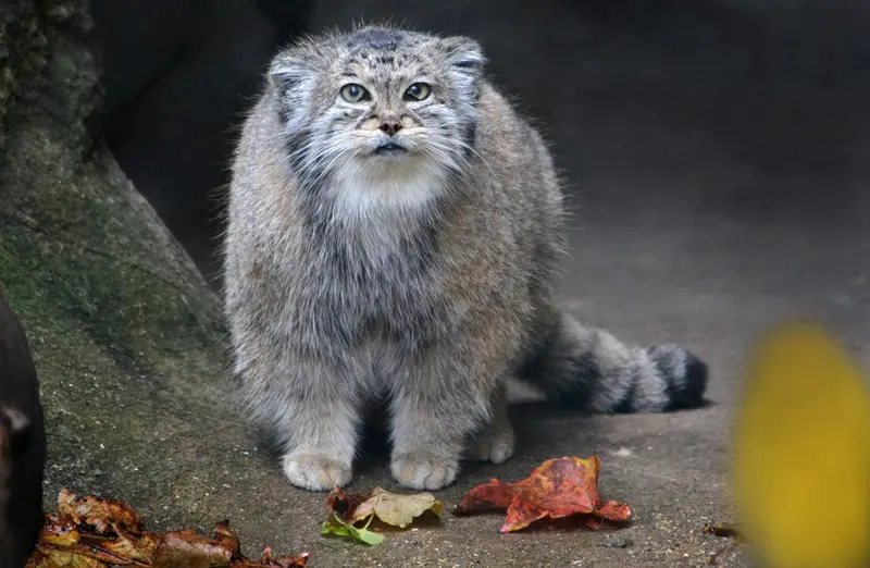 リンカーン・パーク動物園のデュードの写真