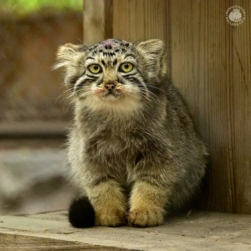 ノヴォシビルスク動物園のアーニャの写真