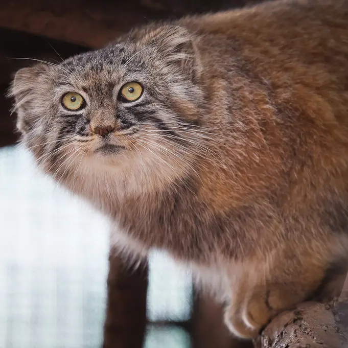 グレートプレーンズ動物園のタシの写真
