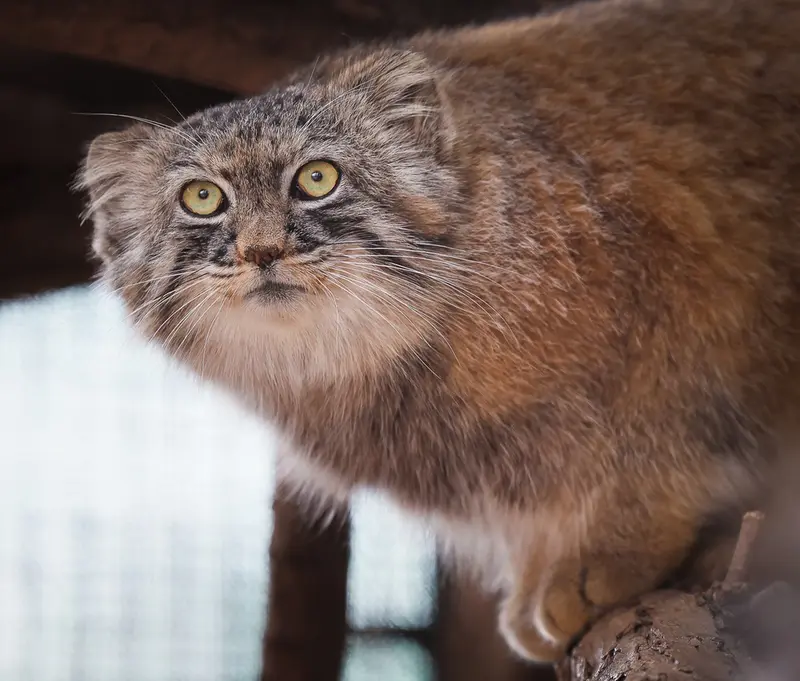 グレートプレーンズ動物園のタシの写真