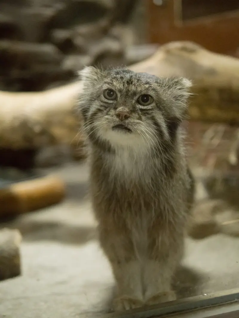 恩賜上野動物園のクリョンの写真