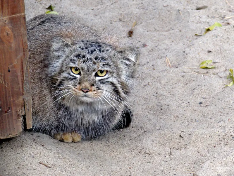 ノヴォシビルスク動物園のマヌルネコの写真