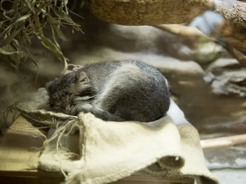 恩賜上野動物園のクリョンの写真
