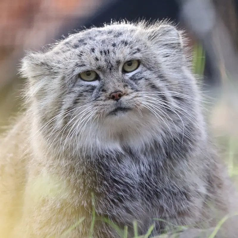 グダニスク動物園のマヌエルの写真