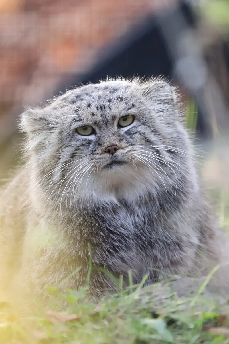 グダニスク動物園のマヌエルの写真