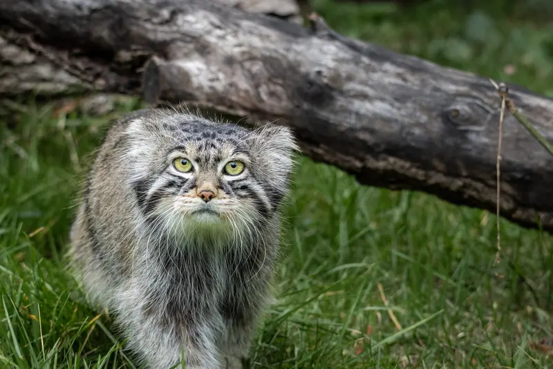 モスクワ動物園のティモフェイの写真