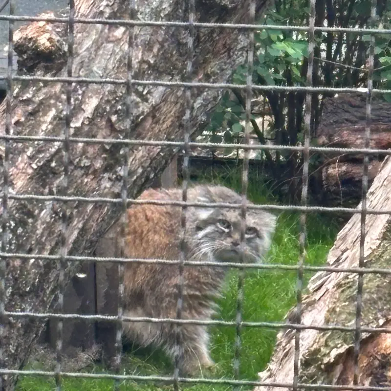ワルシャワ動物園のジェシーの写真