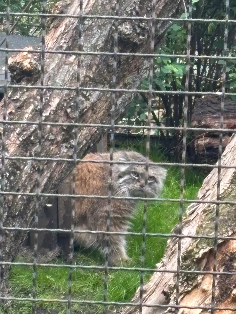 ワルシャワ動物園のジェシーの写真