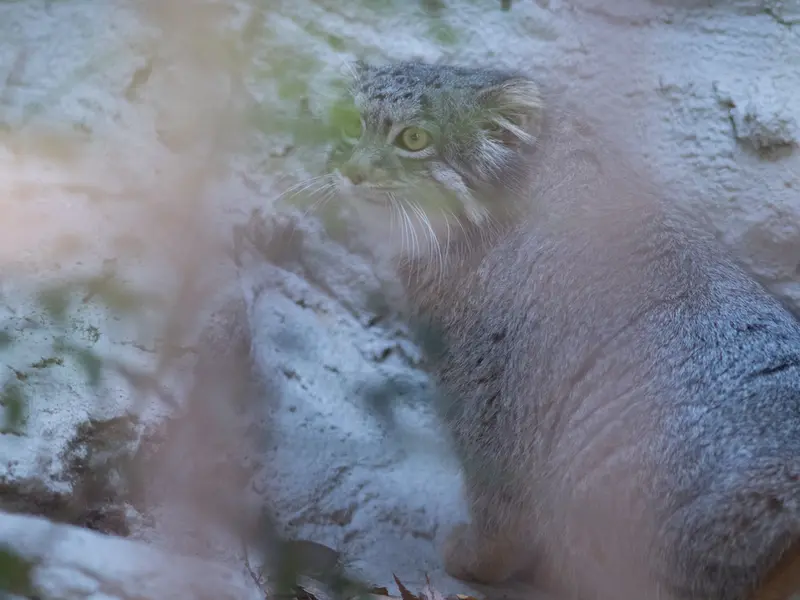 野毛山動物園のフィーガの写真