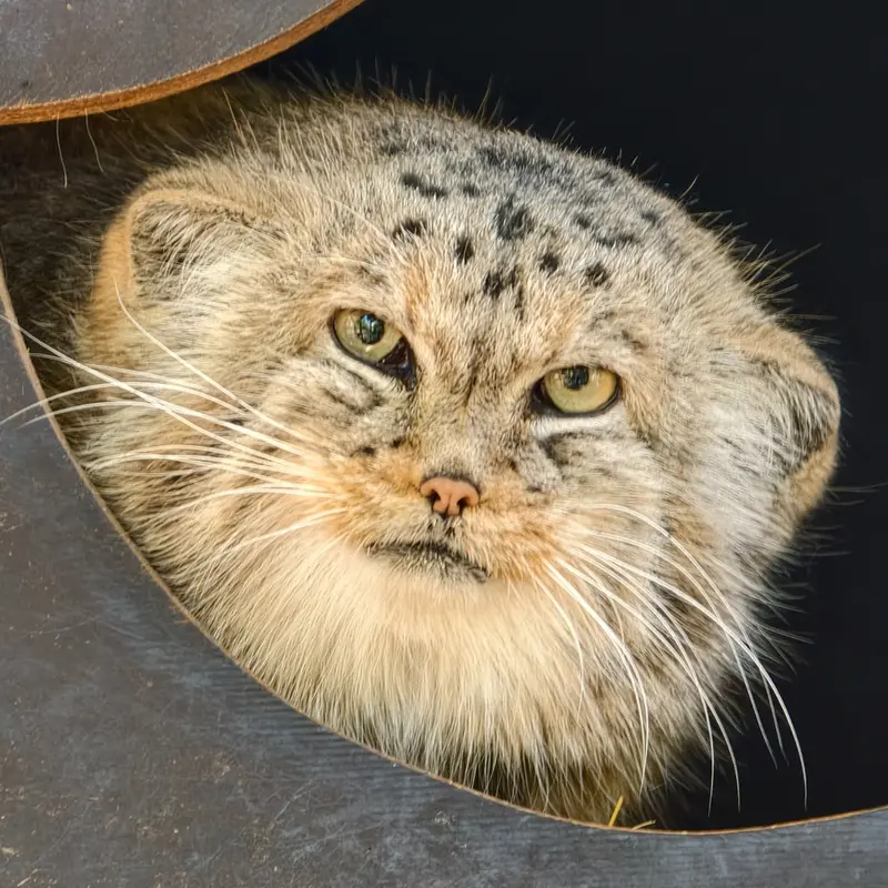 コシツェ動物園のマヌルネコのアラニ