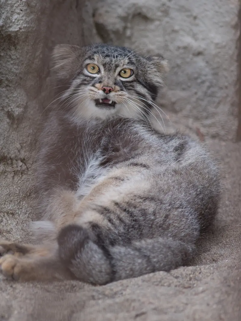 野毛山動物園のフィーガの写真