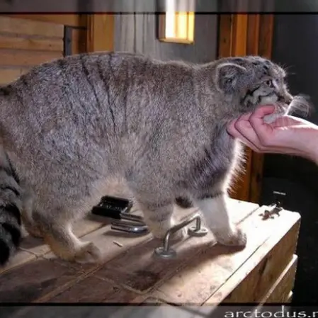 レニングラード動物園のスノークの写真