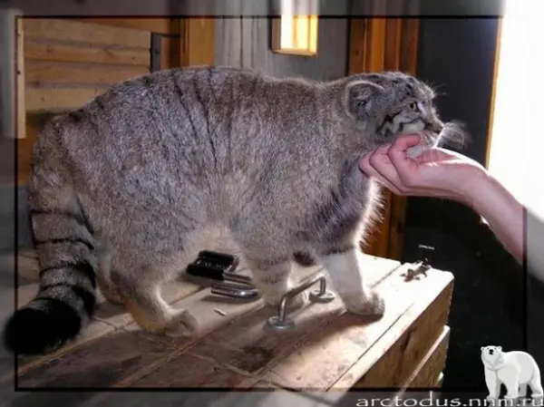 レニングラード動物園のスノークの写真
