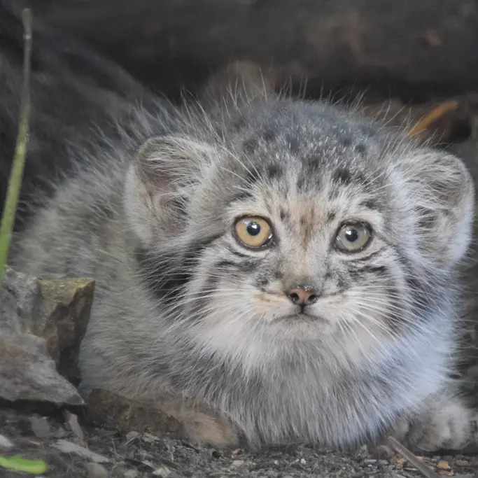 ブダペスト動物園＆植物園のボリス Ⅱの写真