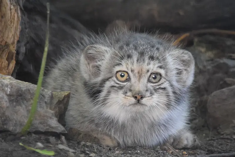 ブダペスト動物園・植物園のボリス Ⅱの写真