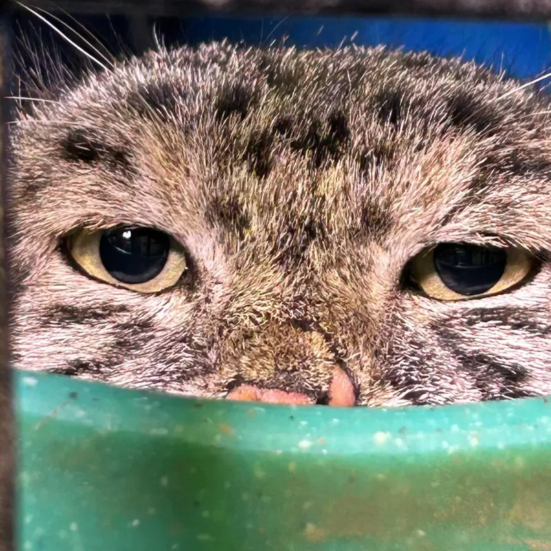 ニアイビ動物園のハルトの写真