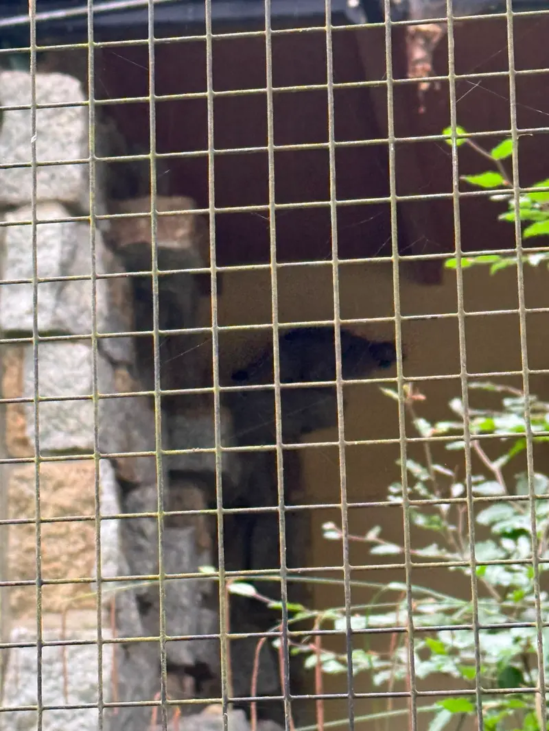 ケムニッツ動物園のトゥヤの写真