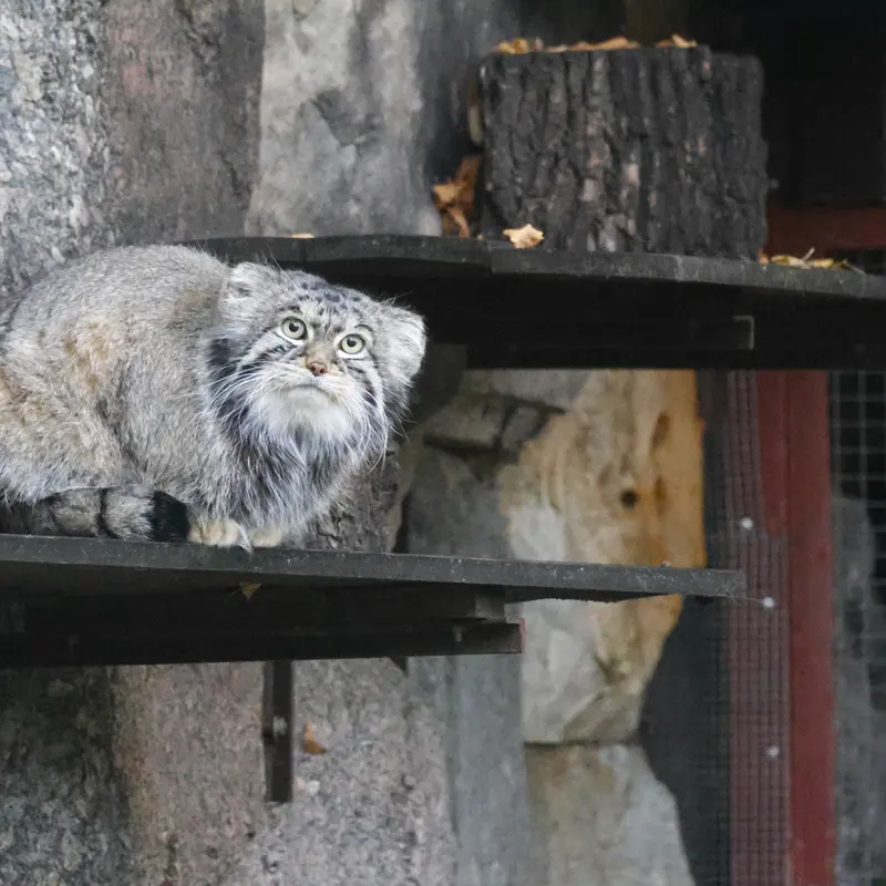 モスクワ動物園のティモフェイの写真
