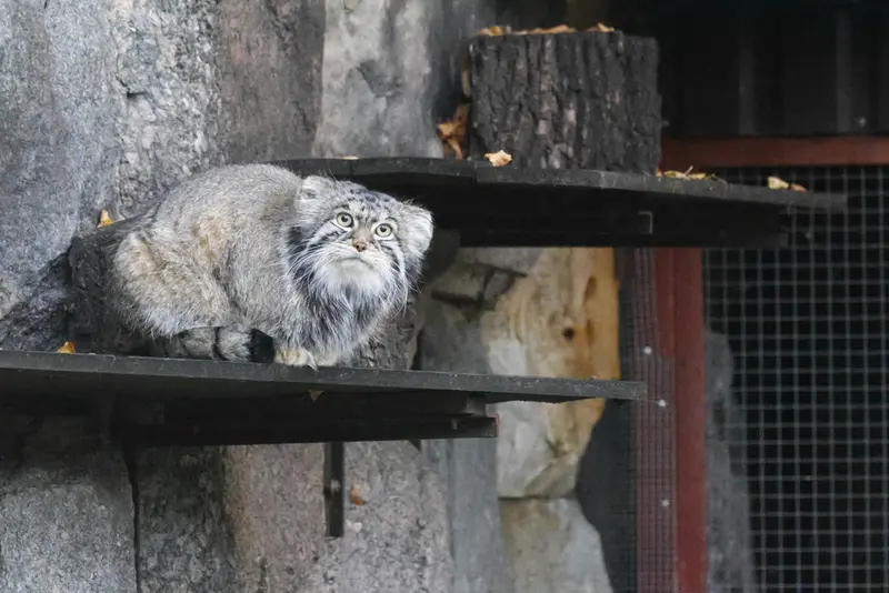 モスクワ動物園のティモフェイの写真