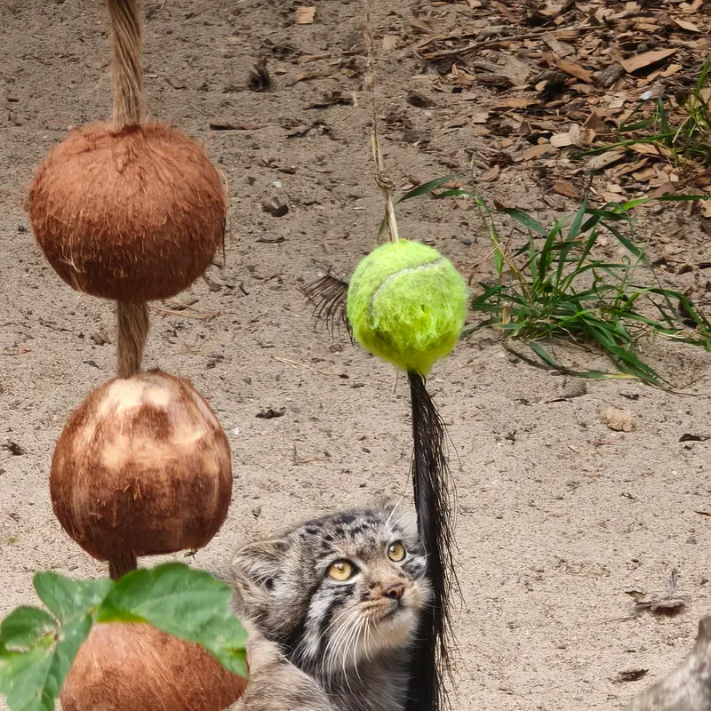 ノヴォシビルスク動物園のイヴの子（2026年生まれ）Ⅳの写真