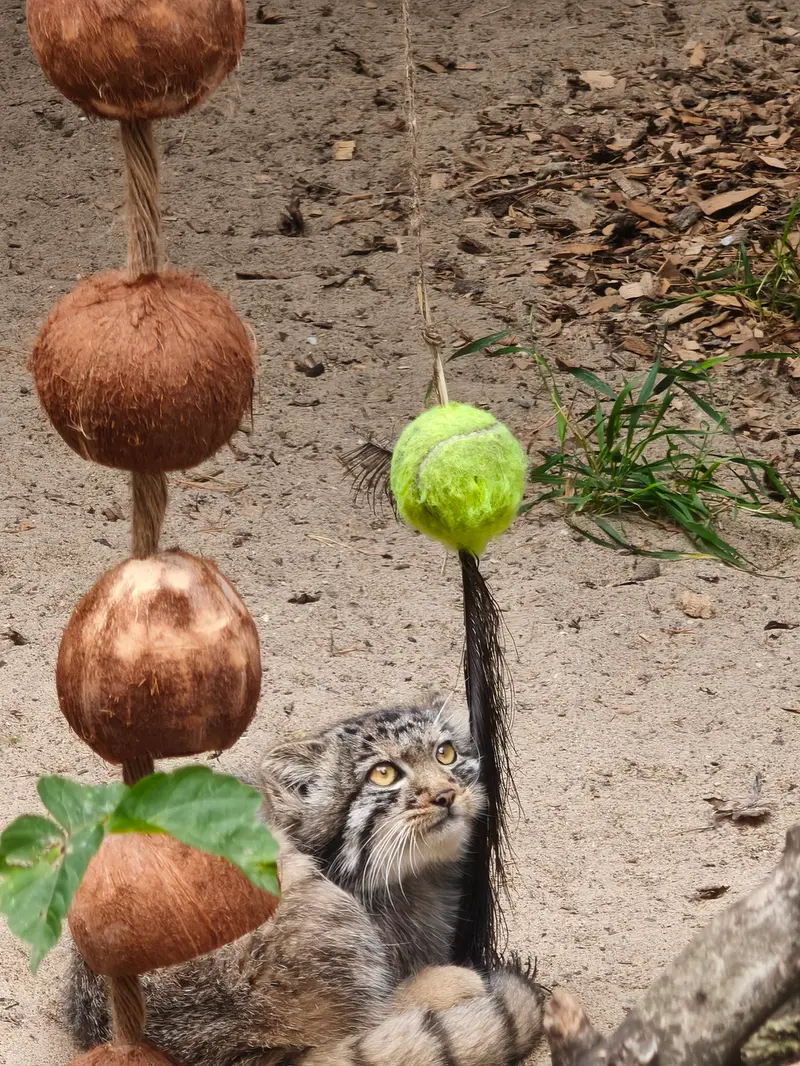 ノヴォシビルスク動物園のマヌルネコの写真