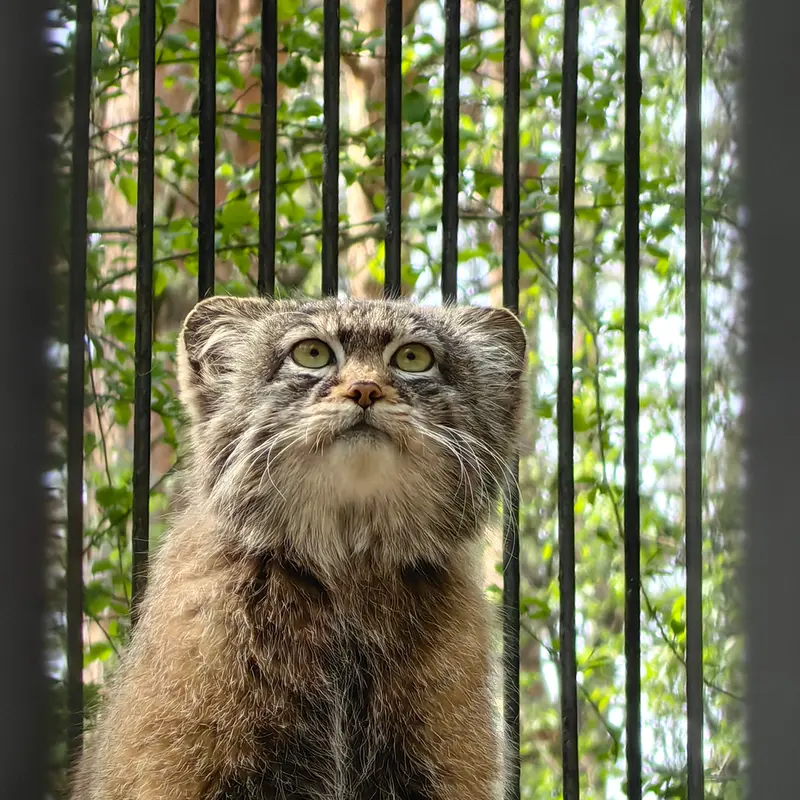 ノヴォシビルスク動物園のシルヴェスターの写真