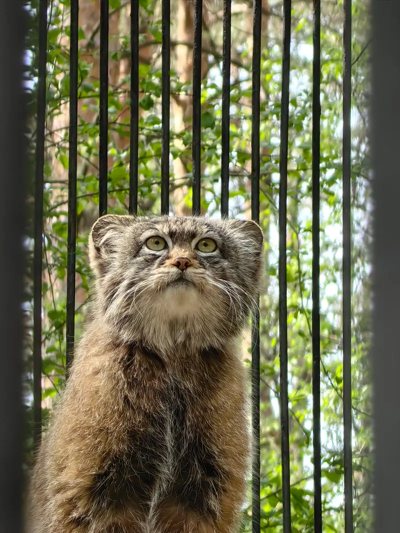 ノヴォシビルスク動物園のシルヴェスターの写真