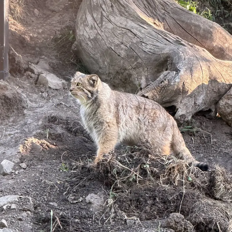 エレバン動物園のマノーの写真
