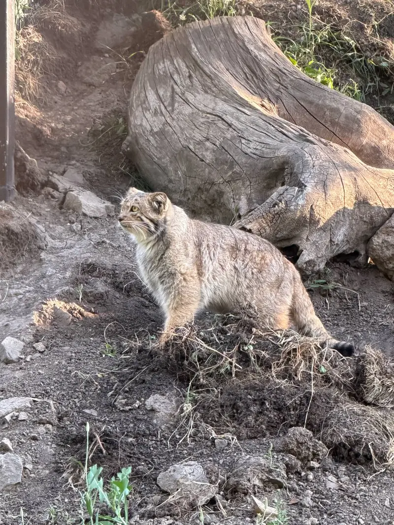 エレバン動物園のマノーの写真
