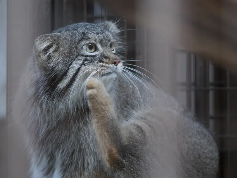 野毛山動物園のフィーガの写真