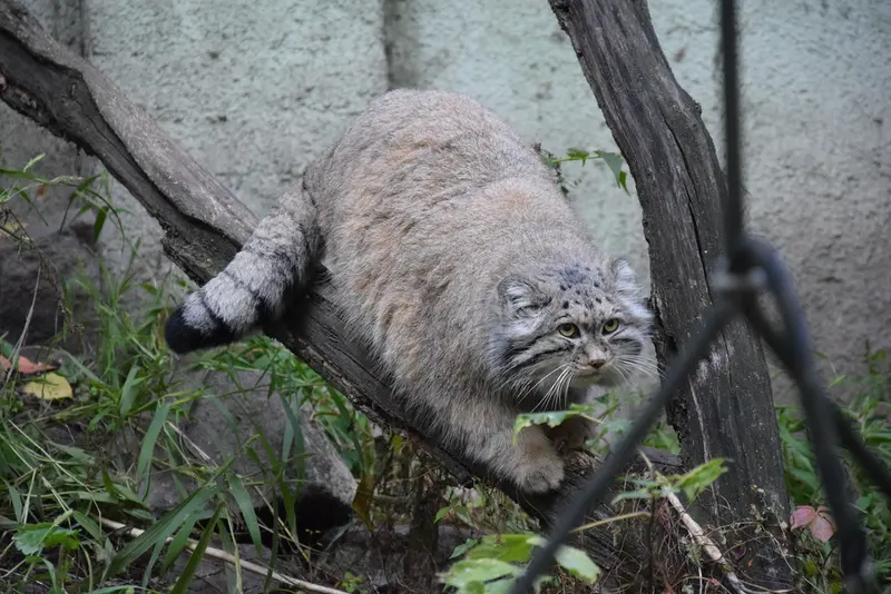 ブダペスト動物園・植物園のボフスの写真