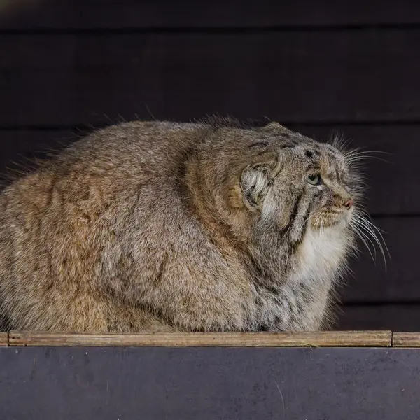 ブルノ動物園のムズタウの写真