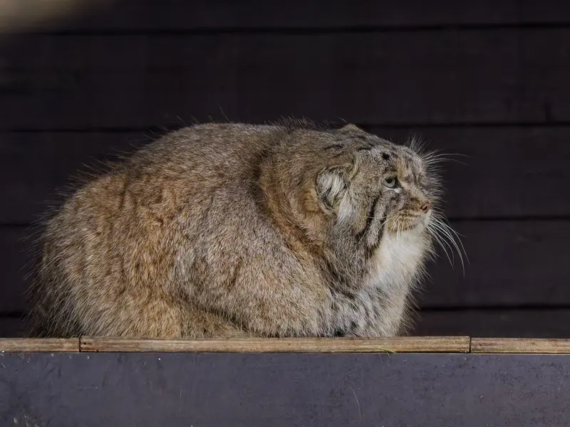 ブルノ動物園のムズタウの写真