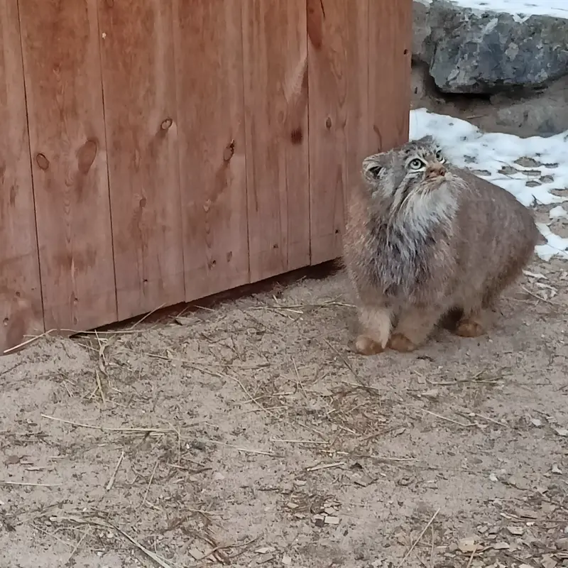 ノヴォシビルスク動物園のガビの写真