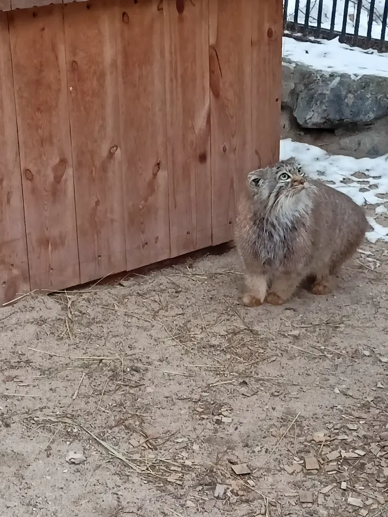 ノヴォシビルスク動物園のガビの写真