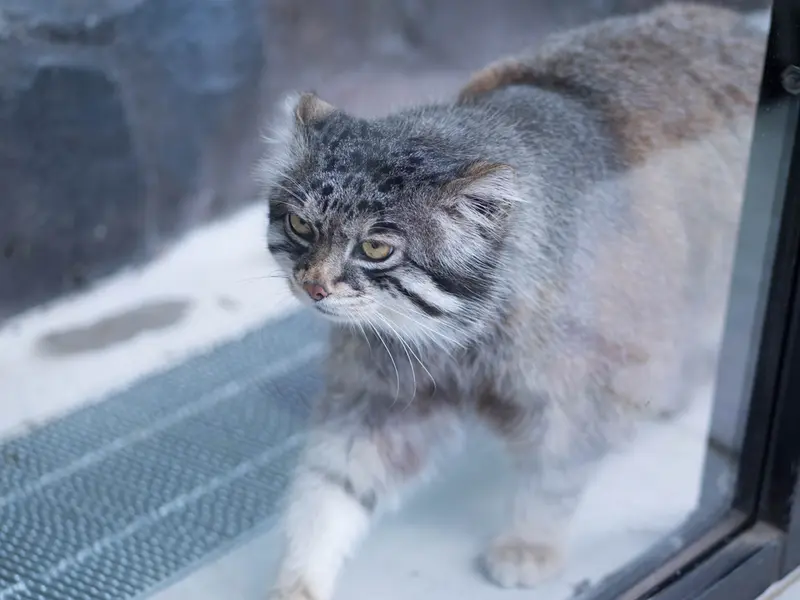 旭山動物園のグルーシャの写真