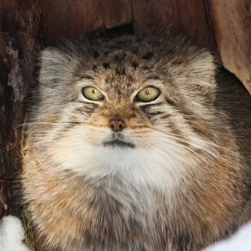 シェーンブルン動物園のマヌルネコのソリティア
