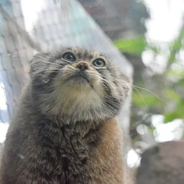 神戸どうぶつ王国のレフの写真