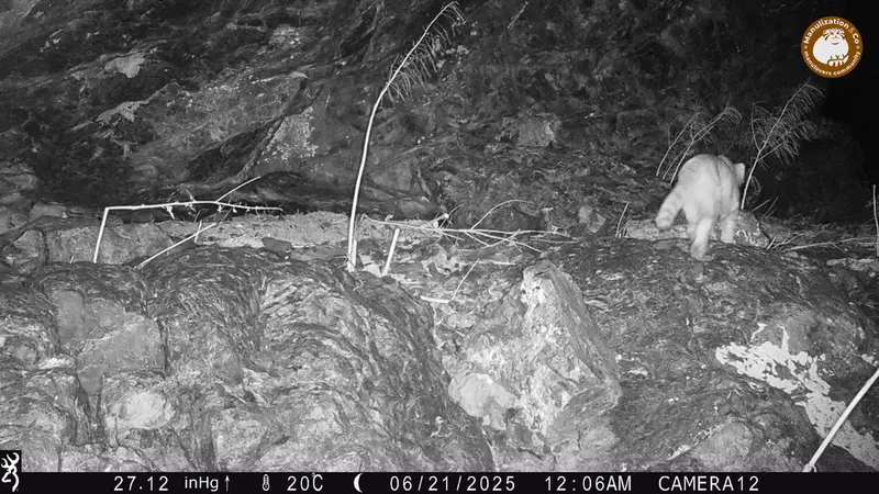ジュンディ1カメラトラップで撮影したOtocolobus manul manulの写真