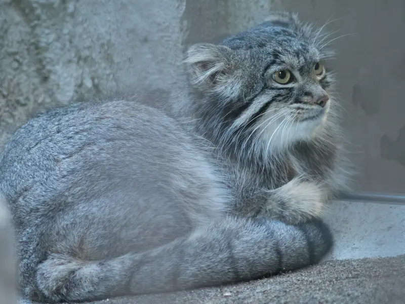 野毛山動物園のフィーガの写真
