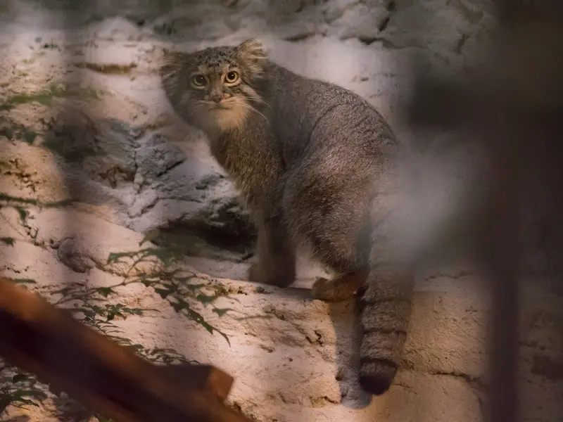野毛山動物園のフィーガの写真