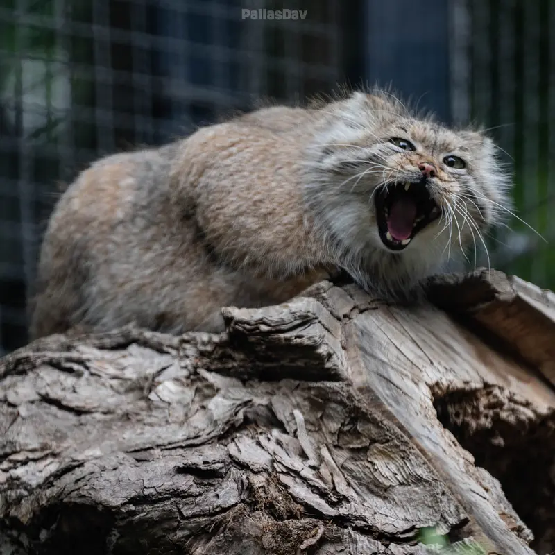 リトアニア動物園のメリッサの写真